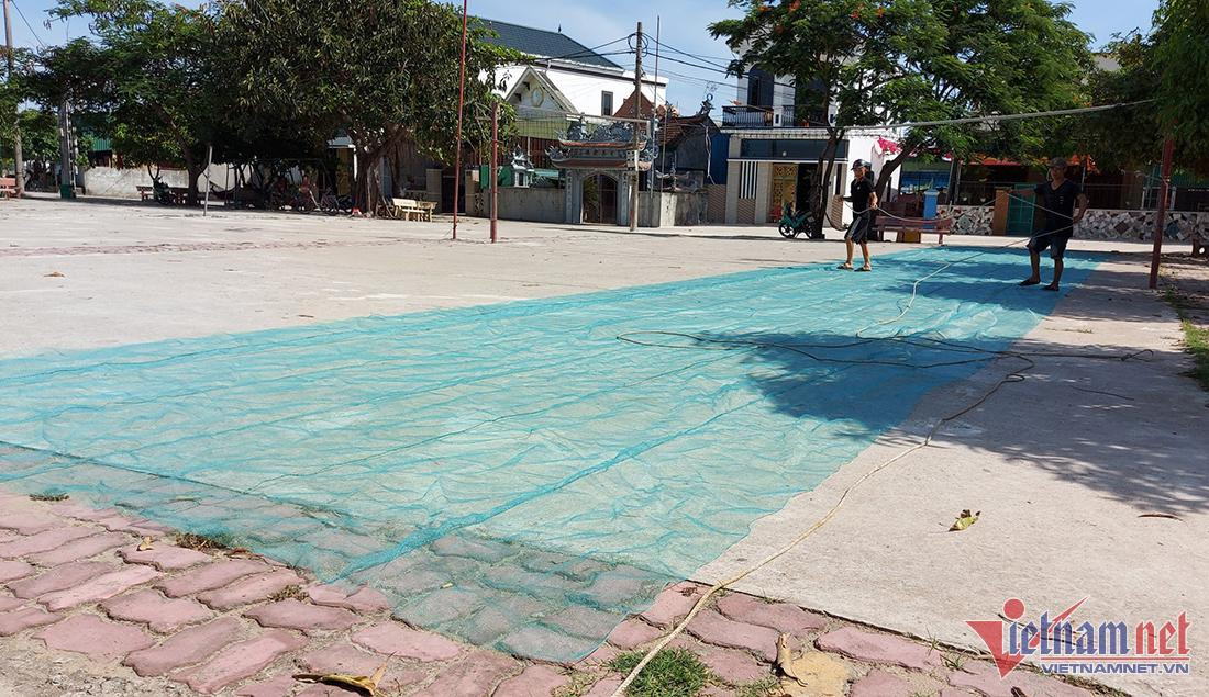 Xúc lộc biển nhỏ 10mm, ngư dân Cửa Lò thu nhanh tiền triệu mỗi ngày - Hình 5 Xuc loc bien nho 10mm, ngu dan Cua Lo thu nhanh tien trieu moi ngay-Hinh-5