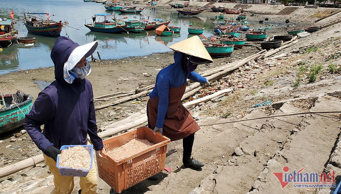 Xúc lộc biển nhỏ 10mm, ngư dân Cửa Lò thu nhanh tiền triệu mỗi ngày - Hình 3 Xuc loc bien nho 10mm, ngu dan Cua Lo thu nhanh tien trieu moi ngay-Hinh-3