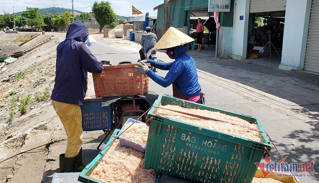 Xúc lộc biển nhỏ 10mm, ngư dân Cửa Lò thu nhanh tiền triệu mỗi ngày - Hình 4 Xuc loc bien nho 10mm, ngu dan Cua Lo thu nhanh tien trieu moi ngay-Hinh-4