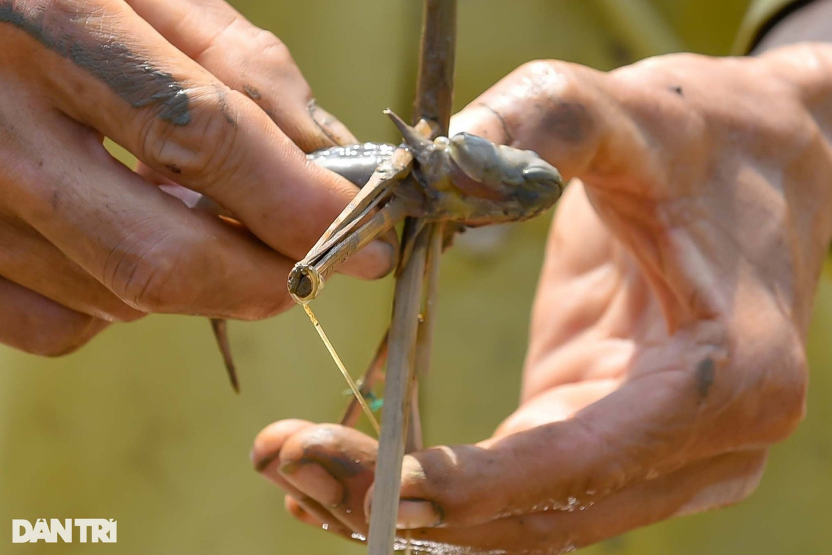 Săn loài cá biết leo cây, ngư dân kiếm nửa triệu đồng mỗi ngày - Hình 4 San loai ca biet leo cay, ngu dan kiem nua trieu dong moi ngay-Hinh-4