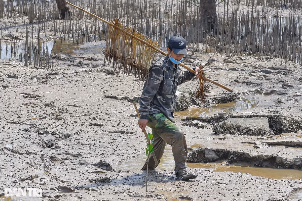 Săn loài cá biết leo cây, ngư dân kiếm nửa triệu đồng mỗi ngày - Hình 3 San loai ca biet leo cay, ngu dan kiem nua trieu dong moi ngay-Hinh-3
