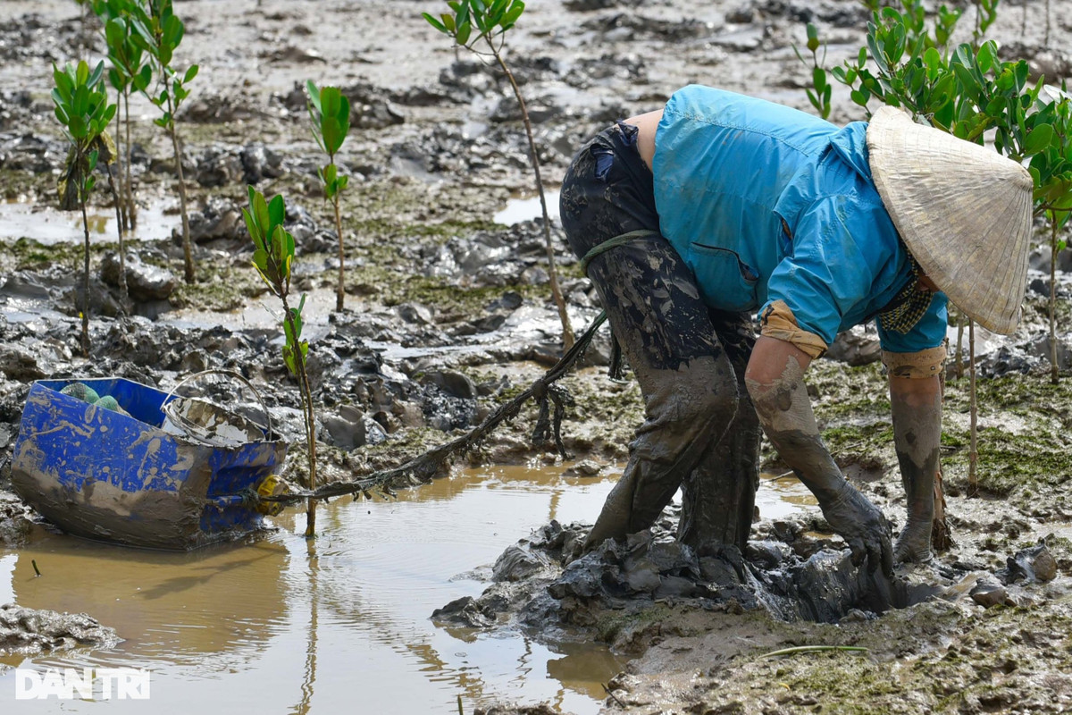 Săn loài cá biết leo cây, ngư dân kiếm nửa triệu đồng mỗi ngày - Hình 2 San loai ca biet leo cay, ngu dan kiem nua trieu dong moi ngay-Hinh-2