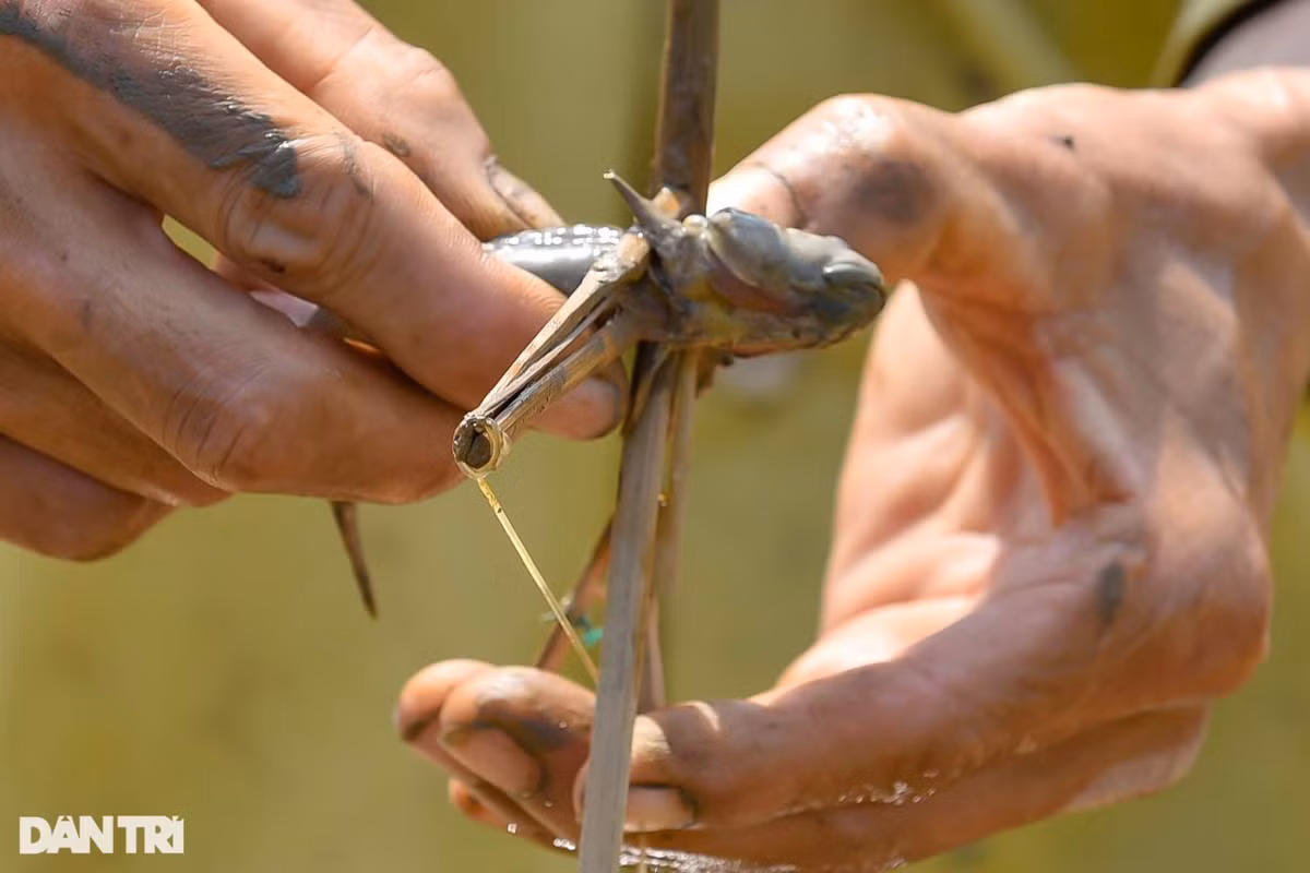 Săn loài cá biết leo cây, ngư dân kiếm nửa triệu đồng mỗi ngày - Hình 4 San loai ca biet leo cay, ngu dan kiem nua trieu dong moi ngay-Hinh-4