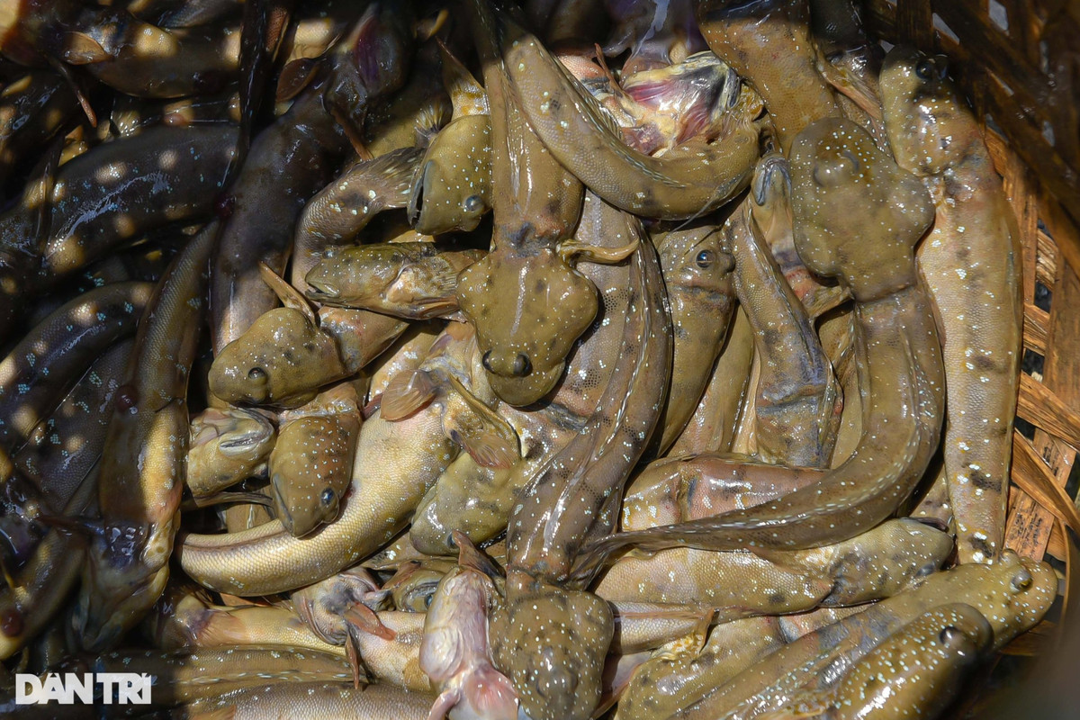 Săn loài cá biết leo cây, ngư dân kiếm nửa triệu đồng mỗi ngày - Hình 6 San loai ca biet leo cay, ngu dan kiem nua trieu dong moi ngay-Hinh-6