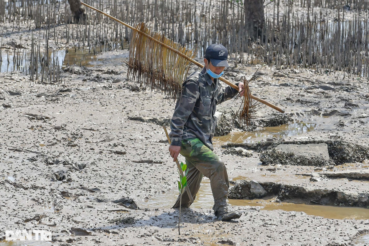 Săn loài cá biết leo cây, ngư dân kiếm nửa triệu đồng mỗi ngày - Hình 3 San loai ca biet leo cay, ngu dan kiem nua trieu dong moi ngay-Hinh-3