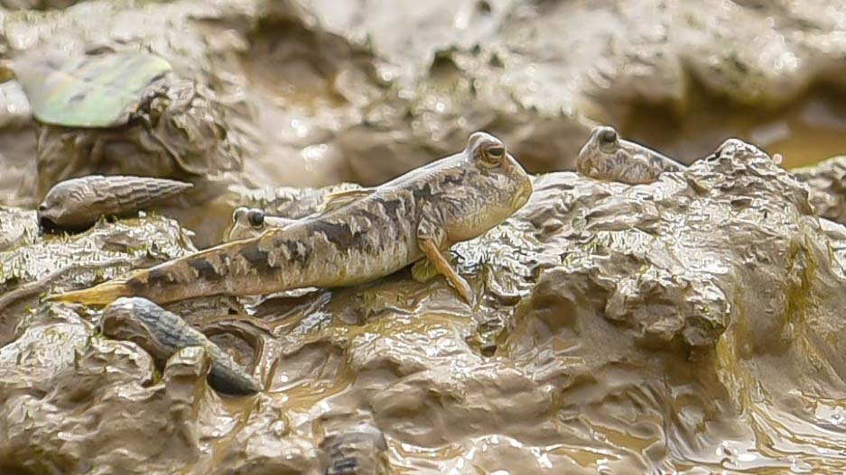 Săn loài cá biết leo cây, ngư dân kiếm nửa triệu đồng mỗi ngày San loai ca biet leo cay, ngu dan kiem nua trieu dong moi ngay
