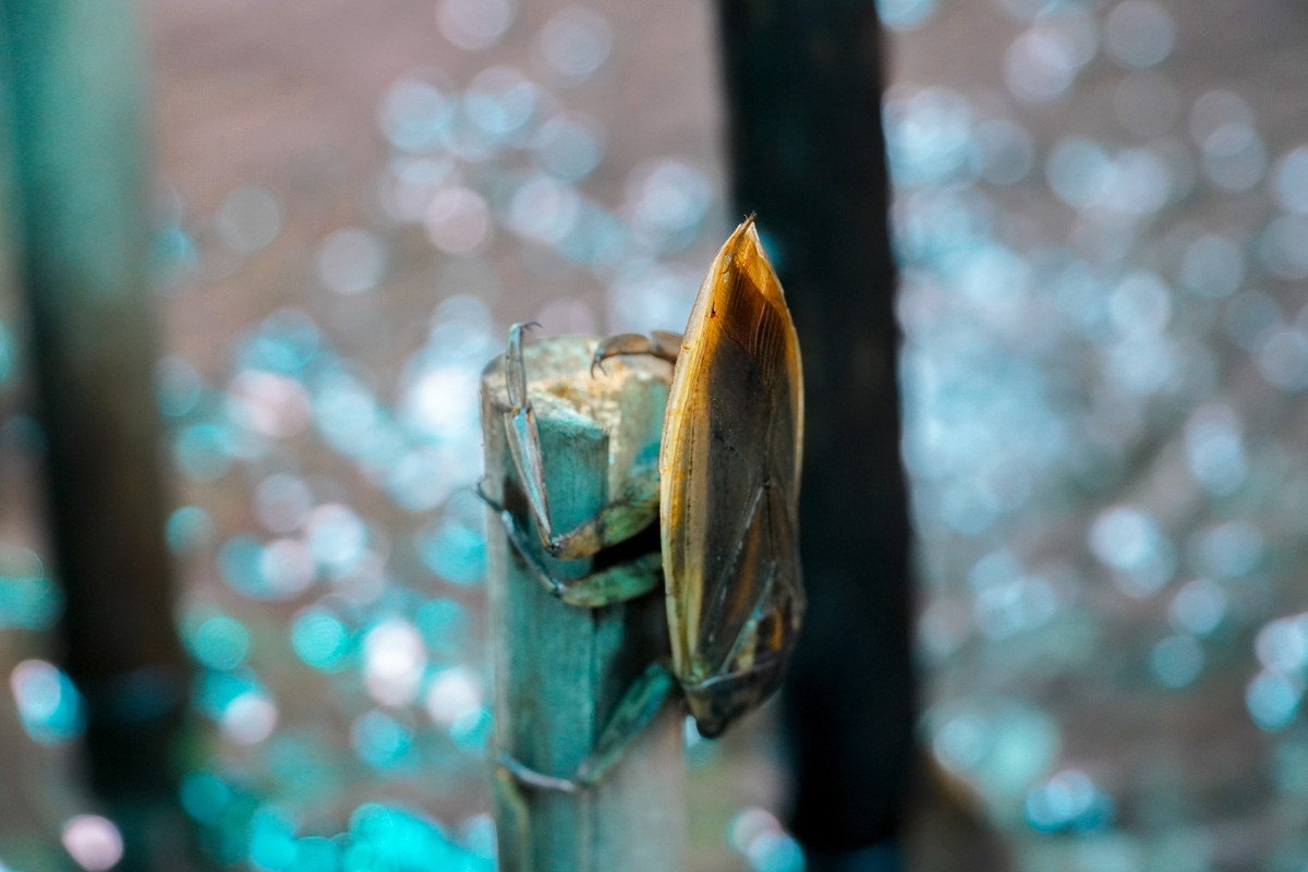 Khi đến độ trưởng thành, con đực sẽ chiết tinh dầu của mình lên thân cây nhằm dụ con cái đến giao phối, sau khi con cái đẻ trứng, con đực sẽ ở lại canh trứng đến khi nào trứng nở mới đi kiếm ăn, mặc cho bị chết đói hoặc bị ăn thịt. Trong trường hợp có con cái khác muốn giao phối với con đực, nó sẽ phá tổ trứng. Vì vậy, mỗi lần con cái đẻ xong phải thu trứng vào để con đực có thể giao phối và kiếm ăn tiếp tục sinh sản.