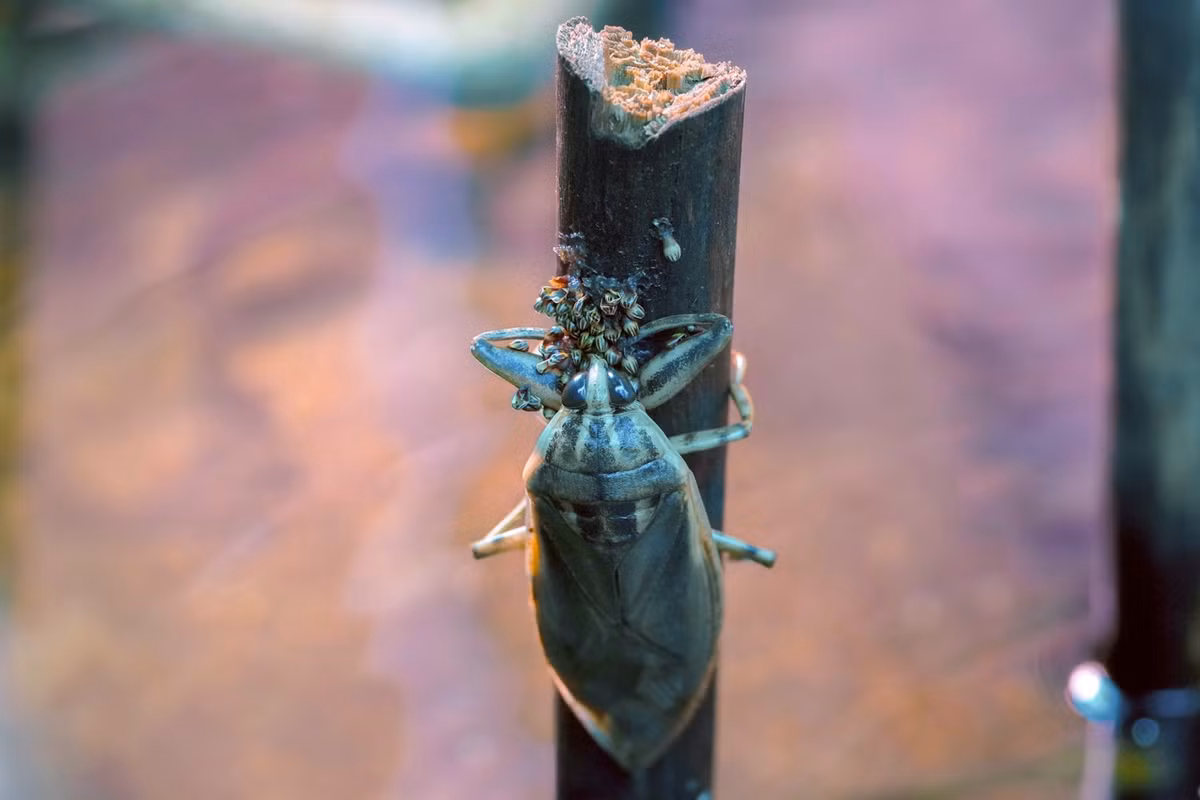 Theo Hoàng Anh, chi phí để nuôi một con cà cuống trung bình là 8.000 đồng. Giá bán một con sống khoảng 50.000 đồng. Nếu đã qua làm sạch và chế biến thì giá là khoảng 60.000 đồng/con. Có những đơn hàng, anh bán ra khoảng 500-1.000 con, hàng tháng thu về lợi nhuận vài chục triệu đồng.