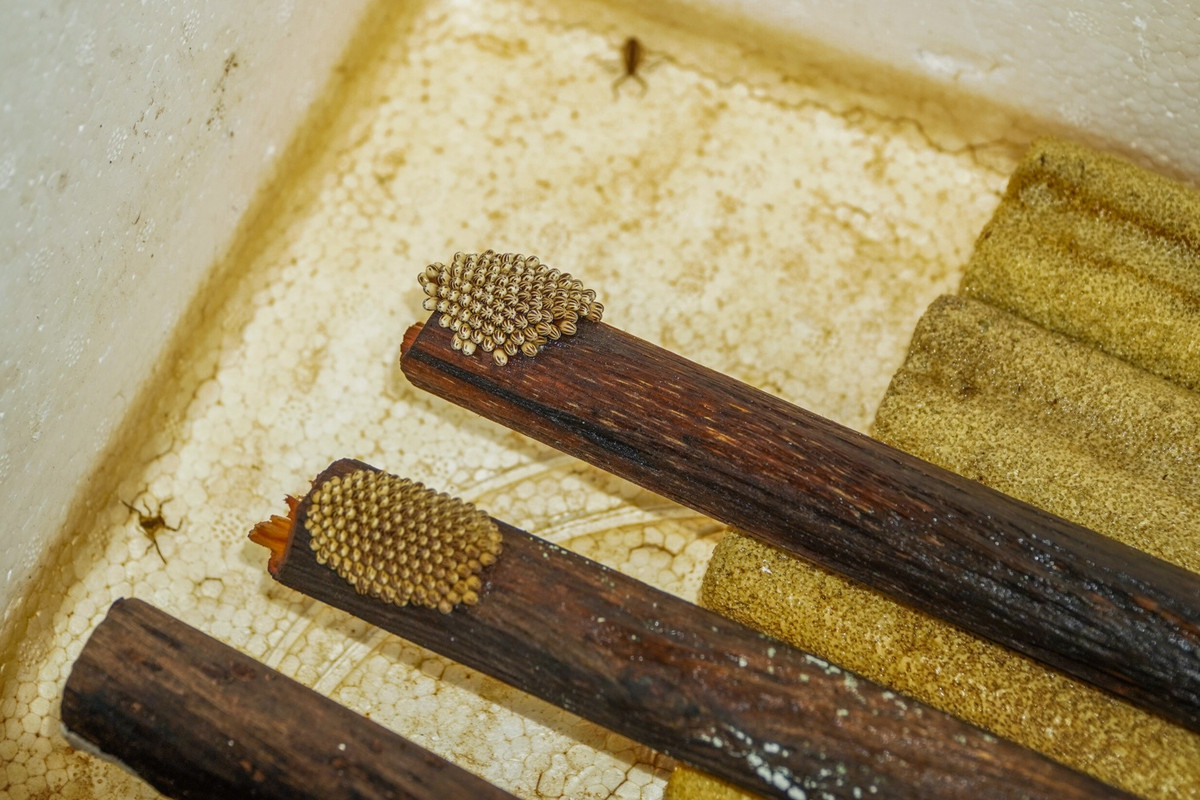 Anh Hoàng Anh chia sẻ cà cuống là loài sinh sản nhanh với số lượng lớn và đẻ quanh năm. Mỗi đôi sẽ sinh khoảng 80-150 trứng cách nhau 1-1,5 tháng. Sau 5-7 ngày, trứng nở thành ấu trùng. Từ khi nở đến lúc xuất bán thương phẩm khoảng 45 ngày, nếu gây để sinh sản thì khoảng 75 ngày.