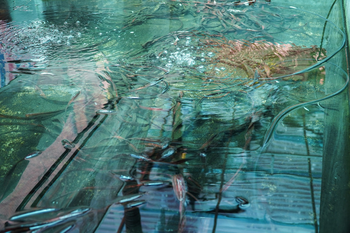 Bể nuôi được thiết kế dài 6 m, cao 0,5 m, trung bình mỗi bể chứa 70-100 con cà cuống. Để tạo môi trường thủy sinh, Hoàng Anh đặt những cọc gỗ trong bể để cà cuống bám vào đẻ trứng, xung quanh có những chùm dây nylon để loài này có thể cư trú.