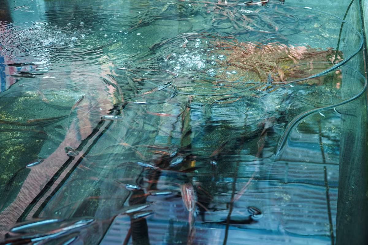 Bể nuôi được thiết kế dài 6 m, cao 0,5 m, trung bình mỗi bể chứa 70-100 con cà cuống. Để tạo môi trường thủy sinh, Hoàng Anh đặt những cọc gỗ trong bể để cà cuống bám vào đẻ trứng, xung quanh có những chùm dây nylon để loài này có thể cư trú.