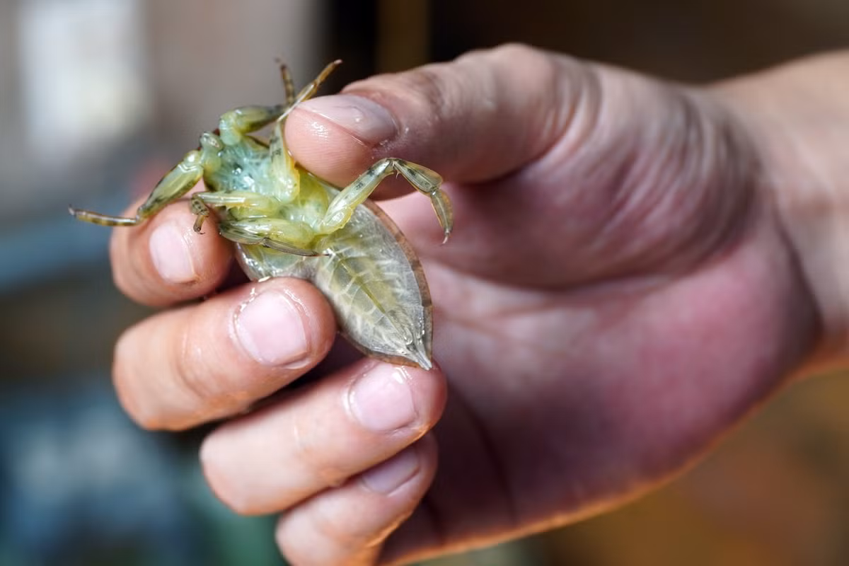 Trước khi xuất được lứa đầu tiên năm 2020, anh Hoàng Anh từng trải qua quá trình khó khăn trong năm đầu khởi nghiệp khi cà cuống chết liên tục, hay thậm chí bị gia đình ngăn cản.