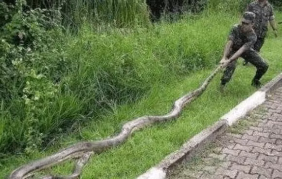 Sinh vat dai nhat the gioi khong phai la ran, chieu dai cua no co the len toi 55 met