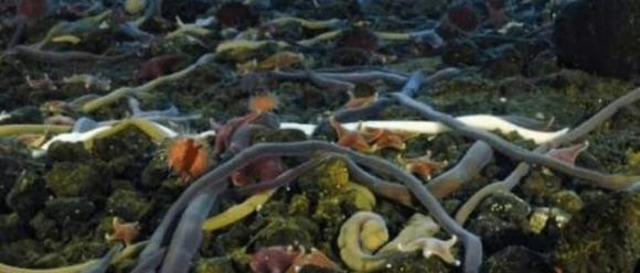 Sinh vat dai nhat the gioi khong phai la ran, chieu dai cua no co the len toi 55 met-Hinh-6