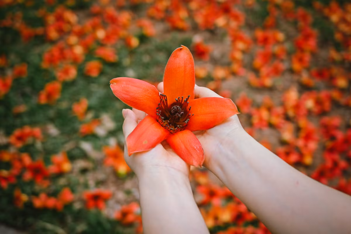 Bông hoa gạo to bằng lòng bàn tay với 5 cánh đều nhau, màu đỏ tươi rực rỡ. Đây là loài hoa đặc trưng của miền Bắc, thường nở vào giữa tháng ba đến đầu tháng tư, cũng là thời điểm giao mùa.