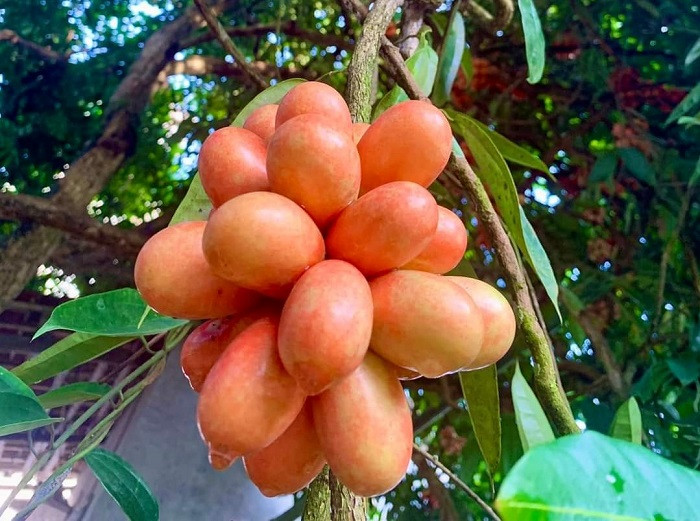 Qua rung co mau do nhu mau duoc lung mua hang tram nghin dong/kg-Hinh-2