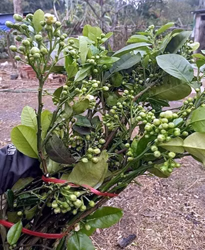 Lung khap vuon que mua loai hoa trang muot, thom lung ban thu tien trieu