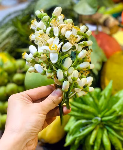 Lung khap vuon que mua loai hoa trang muot, thom lung ban thu tien trieu-Hinh-2