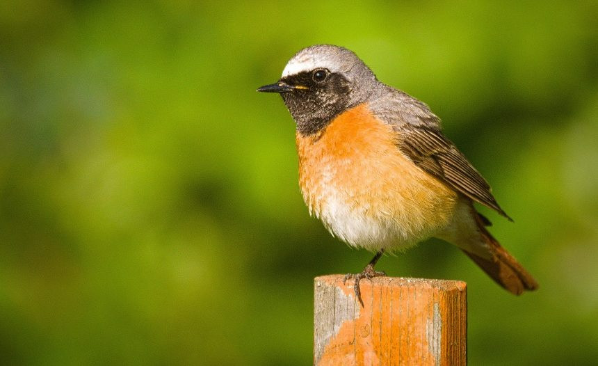 Ai sinh tháng Âm lịch này tài hoa, làm nghề gì cũng thăng quan - Hình 4 Ai sinh thang Am lich nay tai hoa, lam nghe gi cung thang quan-Hinh-4