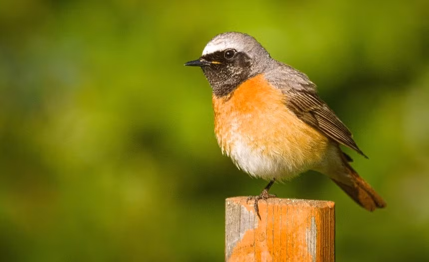 Ai sinh tháng Âm lịch này tài hoa, làm nghề gì cũng thăng quan - Hình 4 Ai sinh thang Am lich nay tai hoa, lam nghe gi cung thang quan-Hinh-4