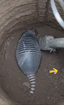 Dao gieng thay con vat co hinh thu ky la-Hinh-2