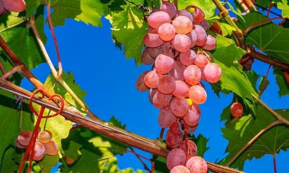 Nghien cuu moi cho thay an nho co the tang tuoi tho?