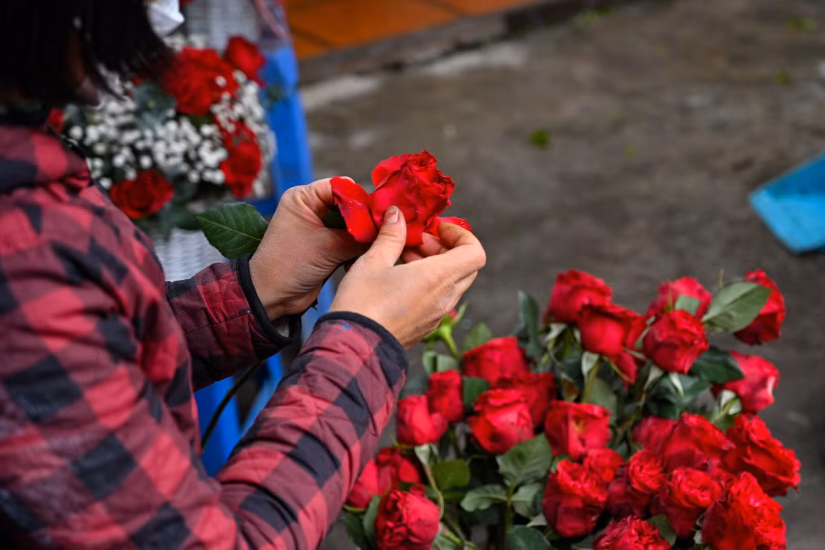 Chị Tư cho hay hoa hồng năm nay tăng giá mạnh, cao gấp 4 lần so với mọi năm. Một bó 20 cành hồng có giá 500.000 đồng. Nguyên nhân do dịch bệnh, một số nhà vườn tại Trung Quốc, Đà Lạt quyết định không trồng hoa vì khó tiêu thụ, từ đó xảy ra tình trạng khan hiếm, thiếu hụt hàng.