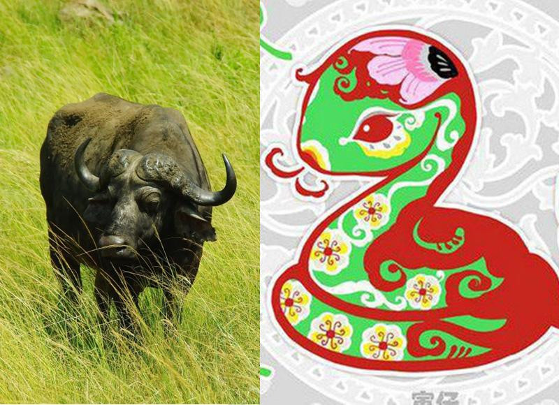 Cặp đôi Sửu - Tỵ. Thầy tử vi cho biết bước sang năm Quý Mão 2023 cặp đôi Sửu - Tỵ chính là những con giáp thoát nạn Tam Tai và có cơ hội gặt hái được nhiều tài lộc thành tựu trong cuộc sống. Người tuổi Tỵ vốn dĩ kiên cường thông minh lanh lợi, nên họ có tầm nhìn xa trông rộng dễ dàng thành công.