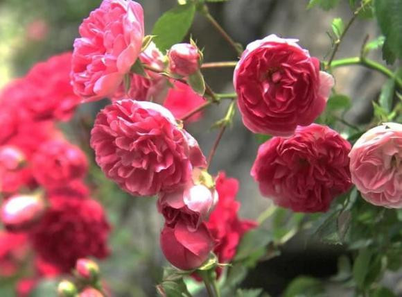 Hơn nữa, họ có tính tình đôn hậu, hòa đồng được với mọi người, được quý nhân phù trợ, không ngại khó khăn nên sự nghiệp rất hanh thông. 