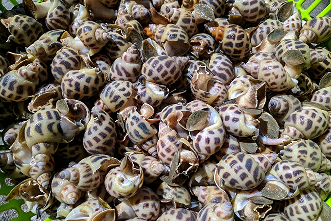 Hai san tang gia chong mat sau Tet: cua bien gan 1 trieu dong/kg-Hinh-2