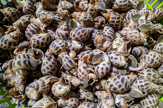 Hai san tang gia chong mat sau Tet: cua bien gan 1 trieu dong/kg-Hinh-2