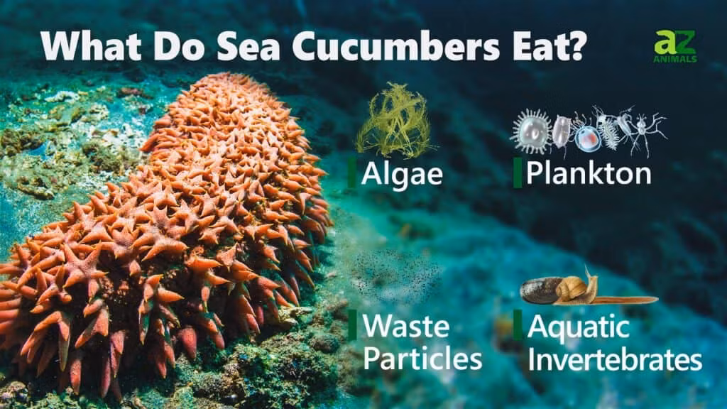 "Nhân sâm" biển khiến thợ lặn mạo hiểm tính mạng để lùng sục: Giá 81 triệu đồng/kg ảnh 2