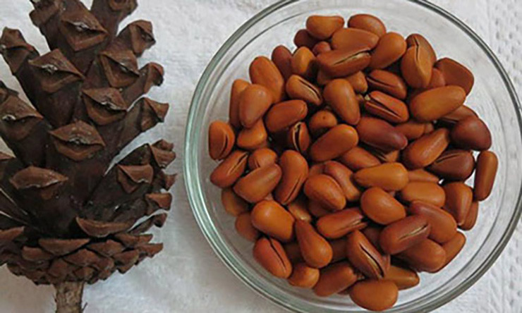 Trên thị trường hiện nay có 2 loại hạt thông chính bao gồm hạt thông nhập khẩu (chủ yếu là Mỹ và Australia) và hạt thông trong nước.