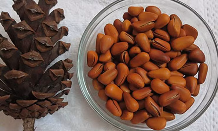 Trên thị trường hiện nay có 2 loại hạt thông chính bao gồm hạt thông nhập khẩu (chủ yếu là Mỹ và Australia) và hạt thông trong nước.