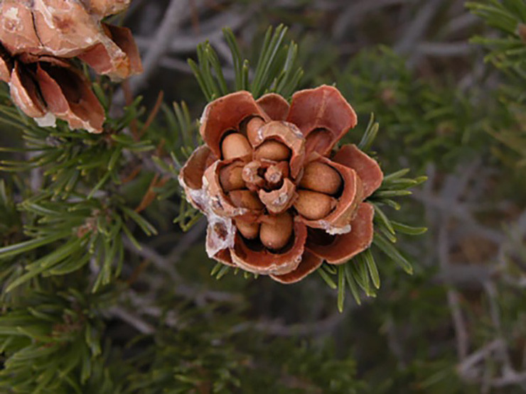 Trên thế giới, đặc biệt là khu vực châu Âu họ đã trồng và coi hạt thông là 1 loại thực phẩm thông dụng