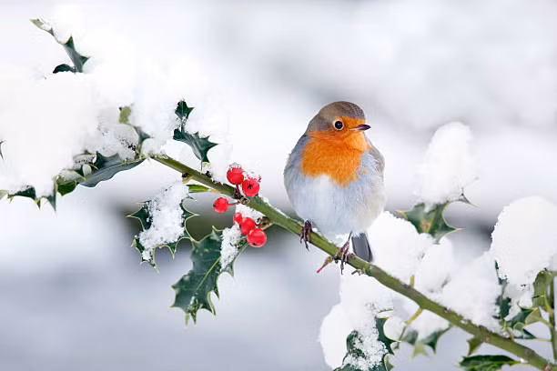 Sinh thang Am lich nay, dau oc nhay ben, phan doan “nhu than”-Hinh-3