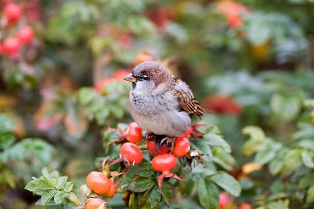 Sinh thang Am lich nay, dau oc nhay ben, phan doan “nhu than”-Hinh-2