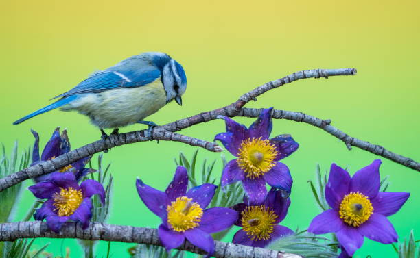 Sinh tháng Âm lịch này, đầu óc nhạy bén, phán đoán “như thần” - Hình 4 Sinh thang Am lich nay, dau oc nhay ben, phan doan “nhu than”-Hinh-4