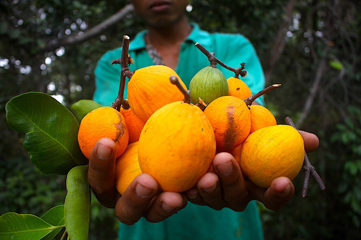 Gùi còn có thể làm sinh tố, hòa quyện cùng đá và chút đường sẽ có một cốc nước giải khát thanh mát cho cơ thể những ngày nắng nóng.