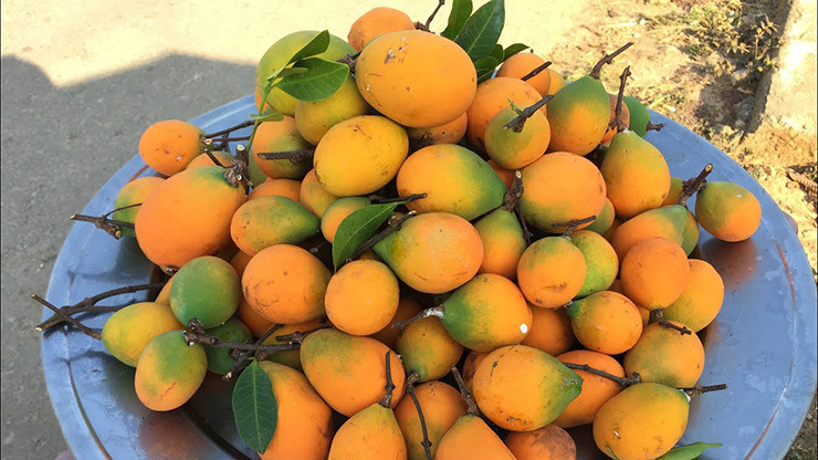 Khoảng tháng 5, tháng 6 hàng năm, những trái gùi rừng chín vàng căng mọng trên cành lá trong những cánh rừng hoang vu