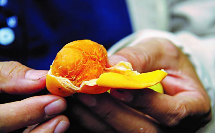 Trái gùi chín có vị chua chua, ngọt ngọt và mùi thơm đặc biệt