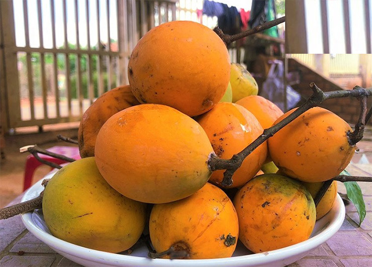 Nay chỉ có một vài nhóm đi hái trái cây rừng vừa là để kiếm tiền mưu sinh vừa để duy trì một thói quen bao nhiêu đời truyền lại.