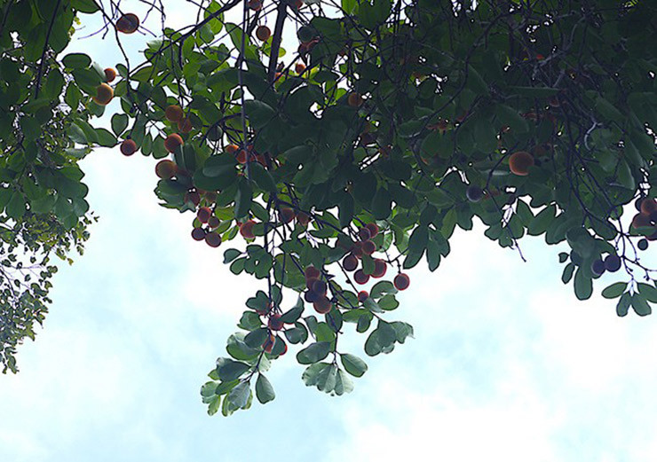  Trái gùi còn có tên gọi khác là trái guồi, một thứ quả mọc hoang dại trong rừng sâu ở Đông Nam bộ và vùng phía Nam Tây Nguyên