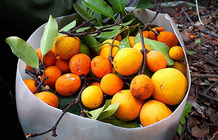 Khi thu hoạch trái gùi, người ta phải rất cẩn thận dùng kéo cắt từng trái, từng chùm bỏ nhẹ nhàng vào tránh làm bầm, dập.