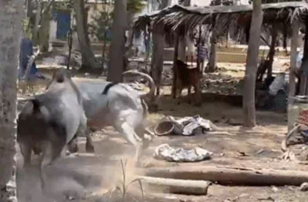 Thay ban tinh bi ve van, bo duc lao vao tan cong