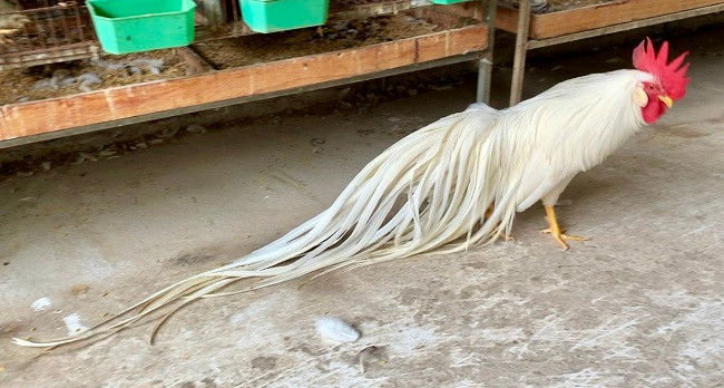 Lông gà Onagadori rất mềm, dày và mịn. Nếu chăm sóc tốt, lông đuôi có thể dài thêm từ 7-10cm mỗi tháng. (Ảnh: Nguyễn Quang Nam).