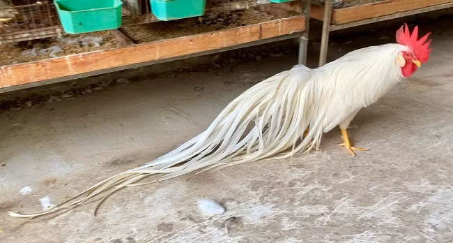 Lông gà Onagadori rất mềm, dày và mịn. Nếu chăm sóc tốt, lông đuôi có thể dài thêm từ 7-10cm mỗi tháng. (Ảnh: Nguyễn Quang Nam).