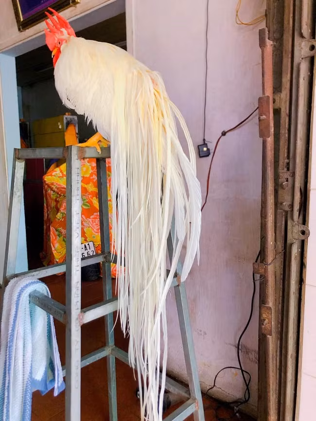 Đến nay, sau 7 năm chơi gà Onagadori, anh Hiền sở hữu đàn gà giống hơn 20 con và hơn 100 con gà đủ lứa tuổi.