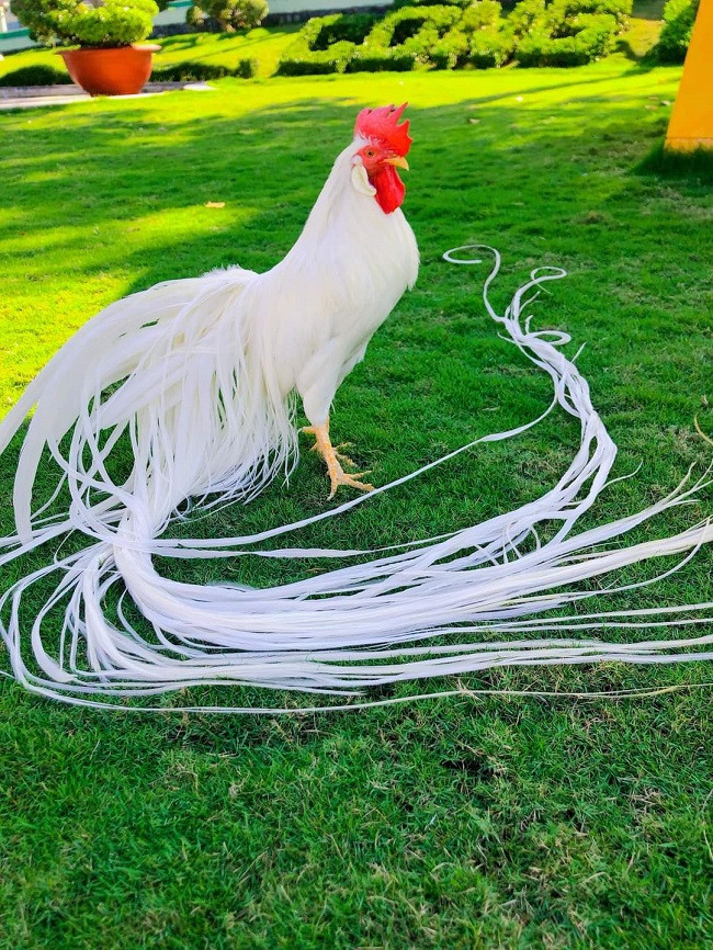 Anh Hiền cho biết, sau khi nhập từ Hà Lan về nuôi, đã có người trả giá 150 triệu đồng/con gà có bộ lông đuôi màu trắng này nhưng anh không bán mà để làm giống. (Ảnh: Nguyễn Hiền).