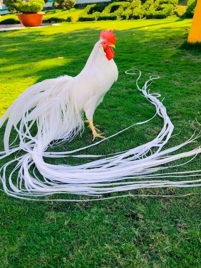 Anh Hiền cho biết, sau khi nhập từ Hà Lan về nuôi, đã có người trả giá 150 triệu đồng/con gà có bộ lông đuôi màu trắng này nhưng anh không bán mà để làm giống. (Ảnh: Nguyễn Hiền).